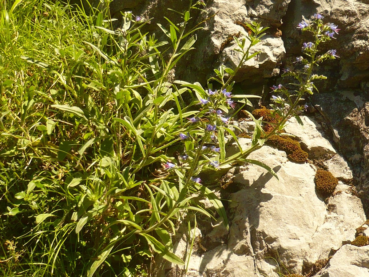 Echium vulgare var. vulgare (Boraginaceae)